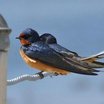 Barn Swallow